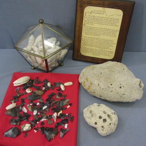 Sharks teeth, shells and ocean find...