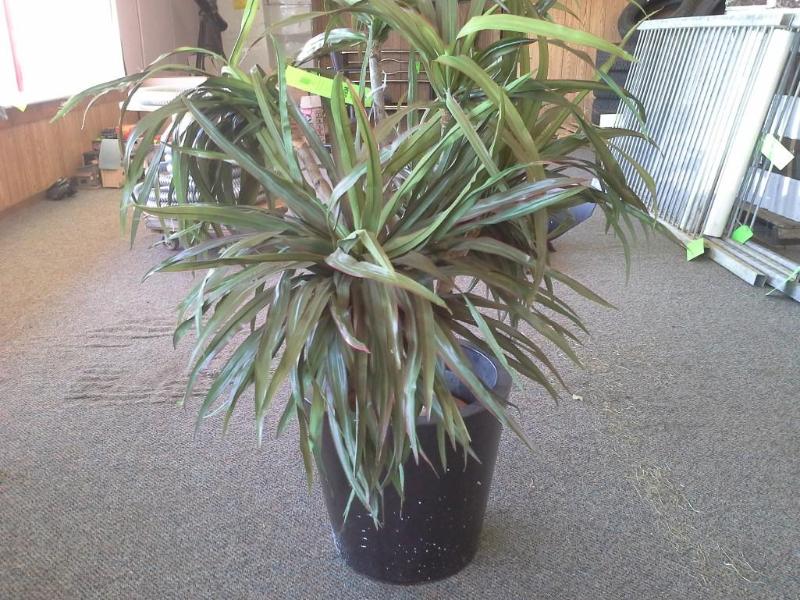 Artificial plant, Dracaena Magenta.