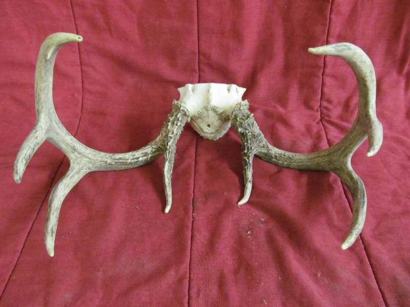 Pair of Whitetail antlers...