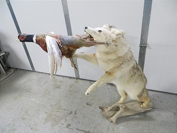 Full Coyote catching pheasant mount...