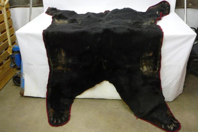 Older large bear skin rug with claw...