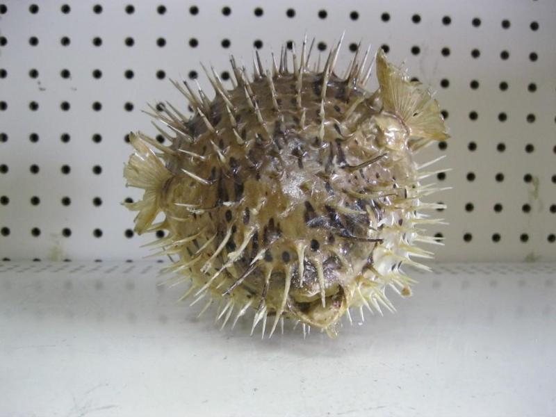 lot 10 image: Real Blowfish...