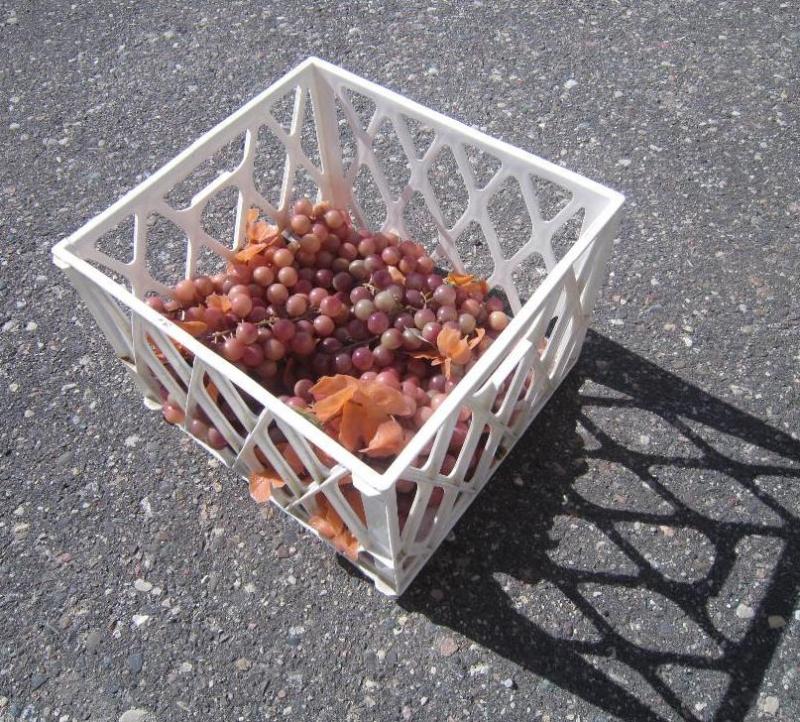 Crate of grapes 20 bunches...