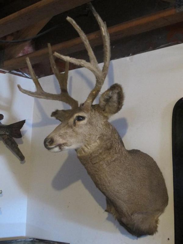 lot 5 image: Mule Deer head mount with 8 point V...