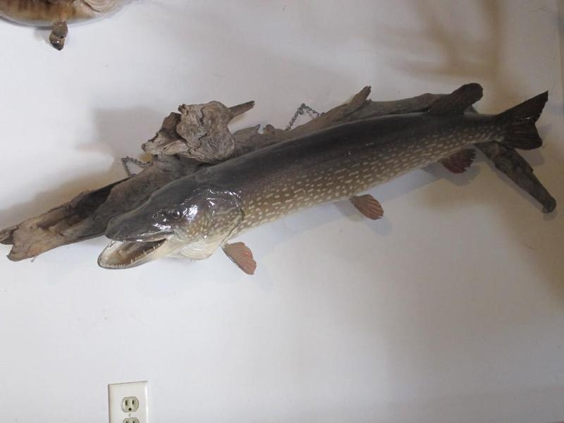lot 6 image: Northern Pike wall mount on drift w...