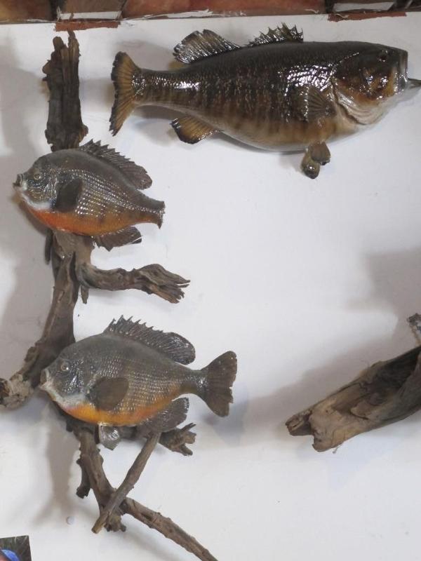 lot 7 image: Small mouth bass mount with pair of...