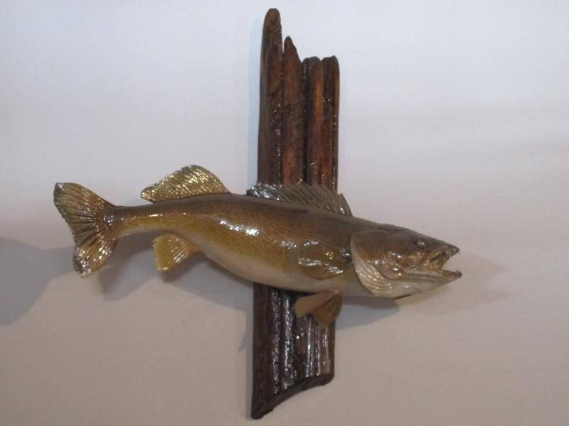 lot 8 image: Walleye mount on driftwood, high-gl...