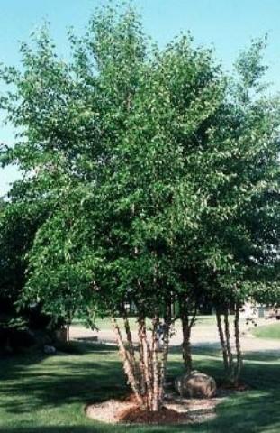 14 Tall, River Clump Birch, Green ...