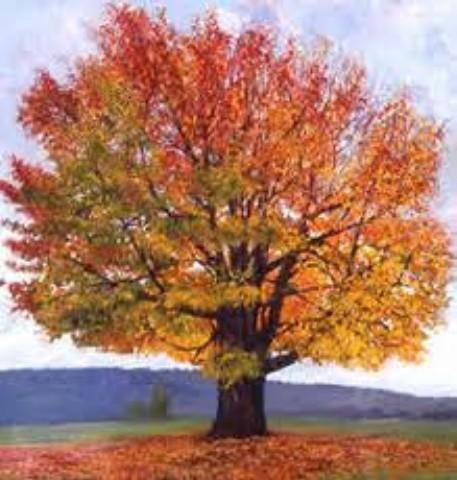 3&quot Trunk, Sugar Maple, Black T...