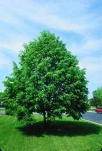 4&quot Trunk, Shamrock Linden, Whi...