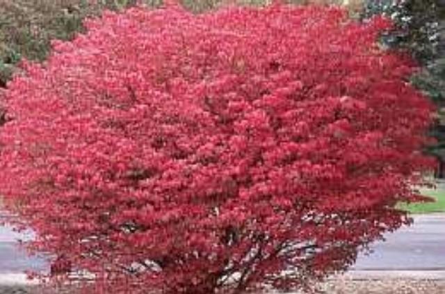 6 Tall, Euonymus alatus, (Burning ...