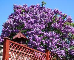 8&quot Tall, Michael Buchner Lilac...