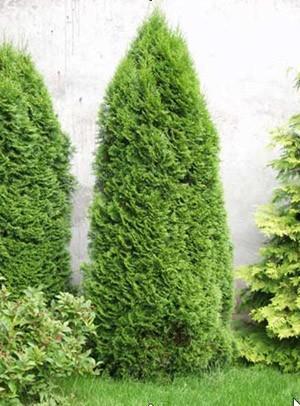 8 Tall, Arborvitae Holmstup, Yello...