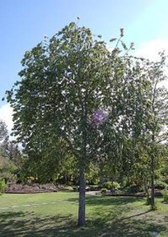 3.5&quot Trunk, Canada Red Cherry,...