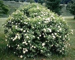 8 Tall, Viburnum Arrowwood,, White...