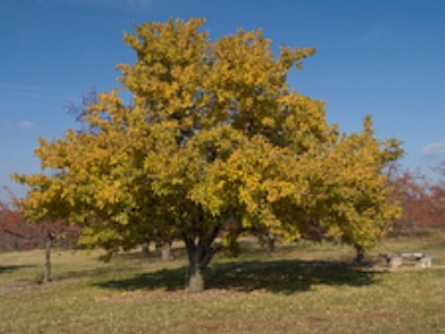 3.5&quot Trunk, Harvest Gold Flowe...