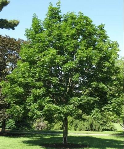 4&quot Trunk, Emerald Queen, Maple...