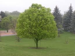 4 Tall, Pear Prairie Gem, Pink Tag...
