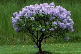 7 Tall, Mrs. Ed Harding Lilac, Red...