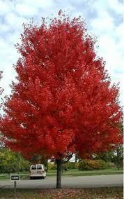 3.5&quot Trunk, Autumn Spire Maple...