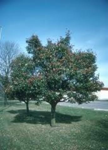 2.5&quot Trunk, Hawthorn, Thornles...