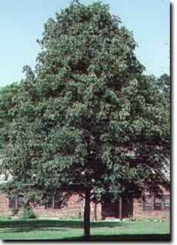 4&quot Trunk, Greenspire Linden, B...
