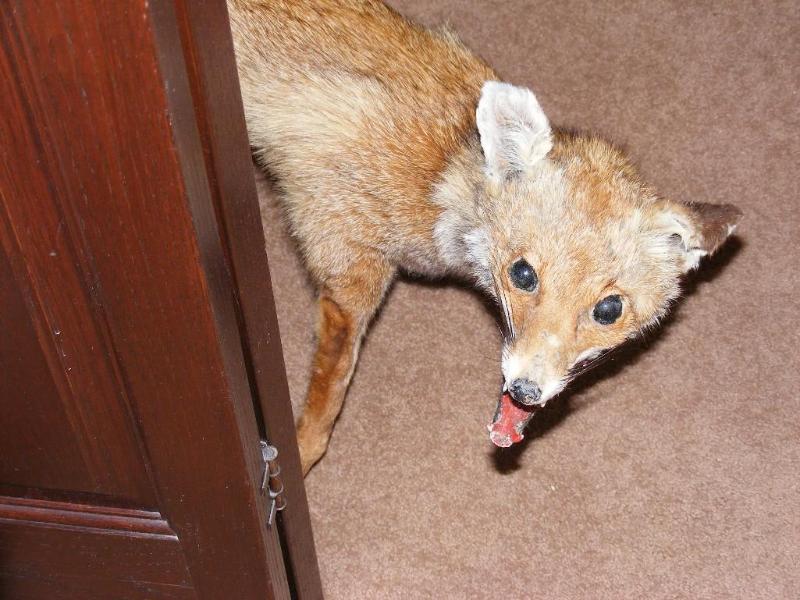 Taxidermy