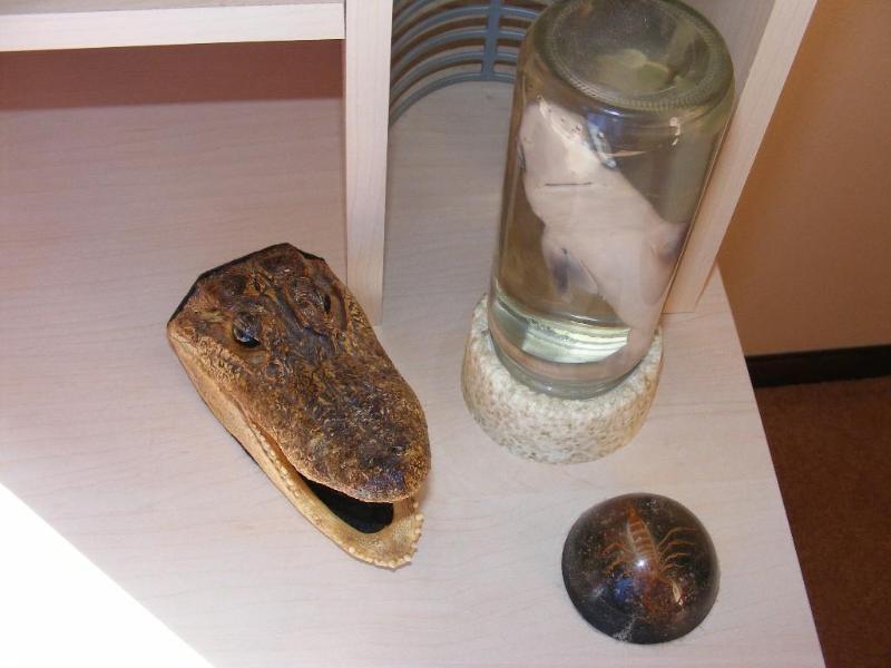 Taxidermy