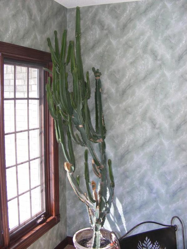 Cactus