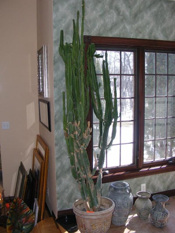 Cactus