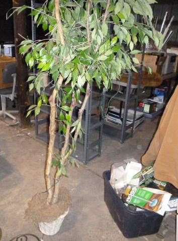 lot 174 image: Fake Tree in Planter with Lights...