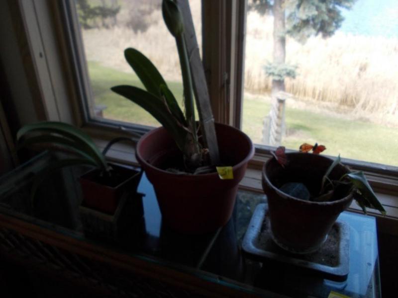6-Plants, 1-Plant Stand...