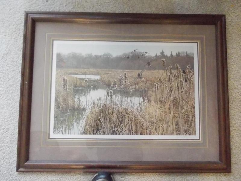 Framed Mallard Duck Print 26&quot ...