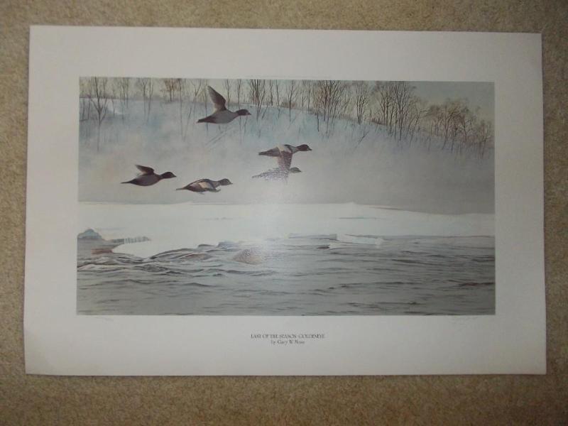 Unframed Duck Print By Gary Maas&nb...