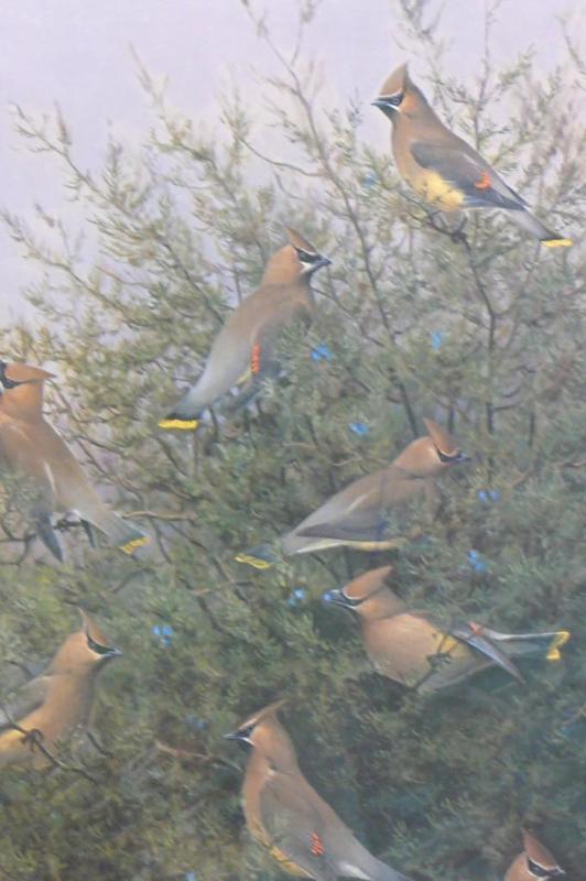 lot 23 image: Cedar Waxwings By Owen Gromme #640...