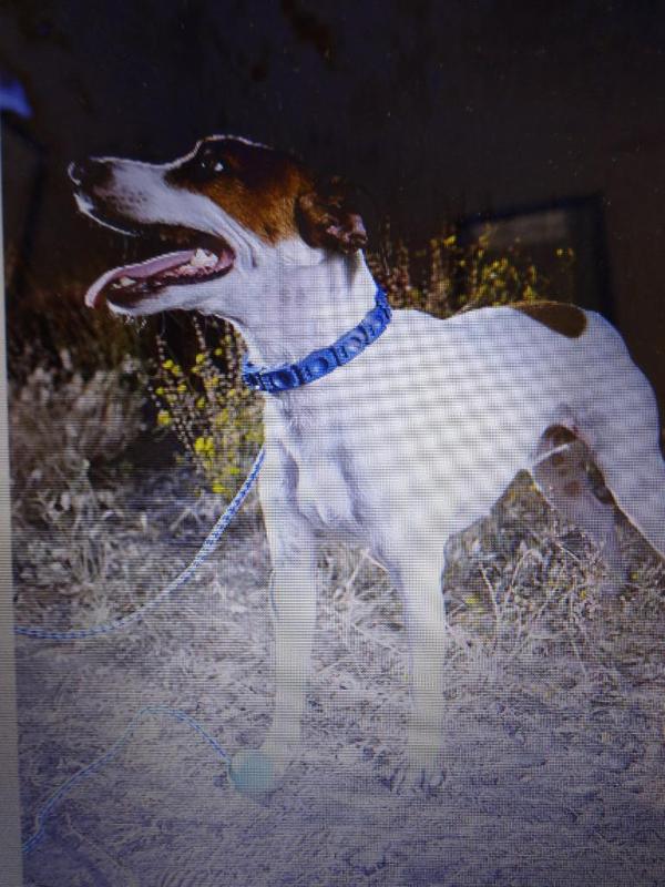 PERFECT DOG SMALLMEDIUM COMMAND CO...