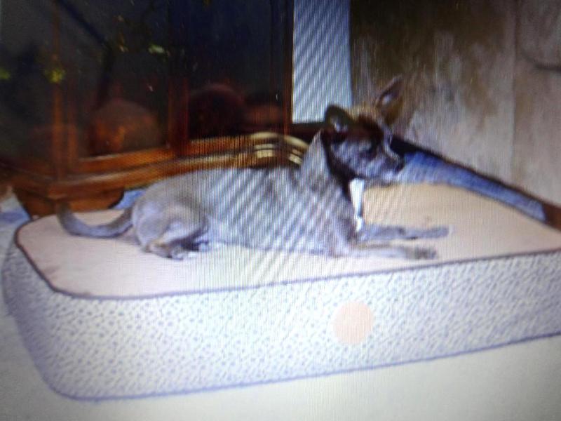 SUPERIOR ORTHOPEDIC PET BED - LARGE...