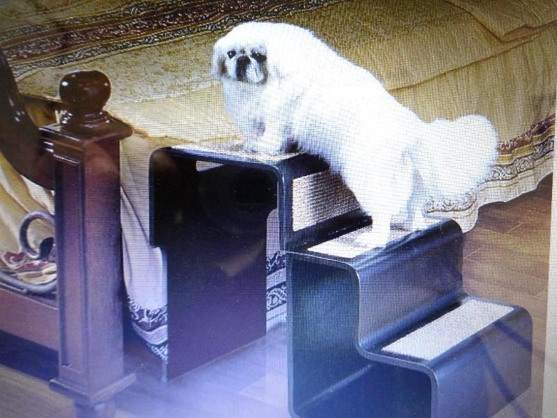 MERRY PRODUCTS 2 IN 1 PET STEP. #PR...