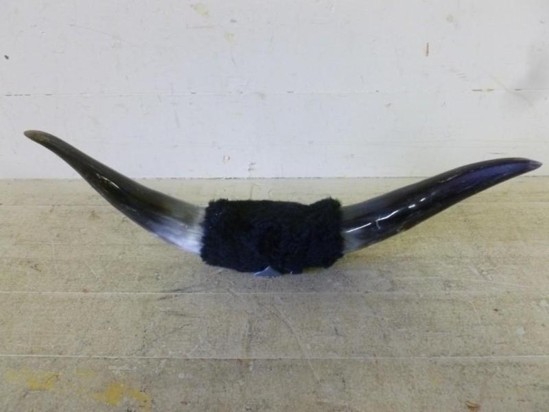 A pair of polished bull horns that ...