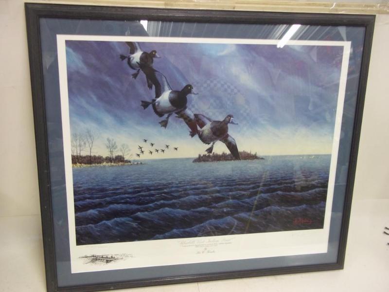 Print 29 x 24 Bluebills Visit India...