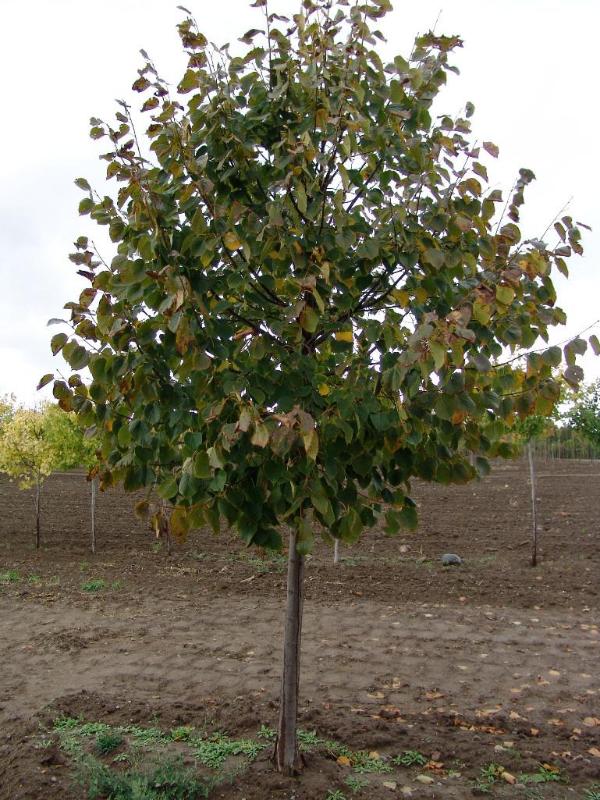 Was plant one can a MN removed, where tree i Loretto