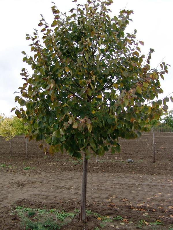 lot 10 image: 4.5" Greenspire Linden- A Cult...