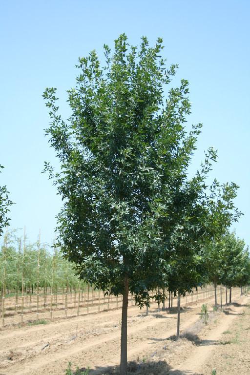 lot 107 image: 3" Patmore Ash- A large seedle...
