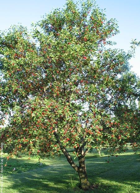 lot 117 image: 1.75" Montmorency Cherry Tree-...