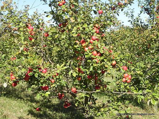 lot 123 image: 2" Haralson Apple Tree- The Ha...