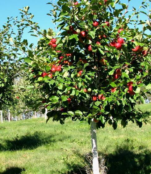 lot 127 image: 1.5" Honey Crisp Apple Tree- L...