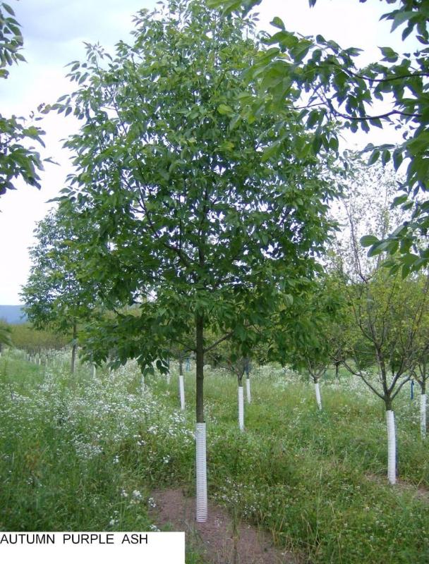 lot 148 image: 2.75" Autumn Purple Ash- Trees...