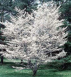 lot 15 image: 7 Serviceberry- A rare in that it ...