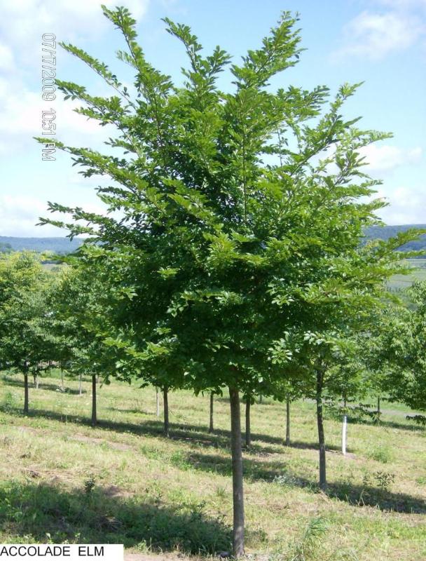 lot 153 image: 1.75" Accolade Elm- This tree ...