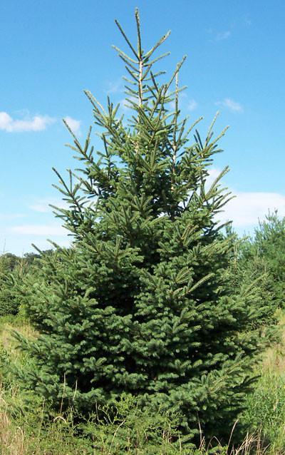lot 176 image: 8 Black Hills Spruce- Slow growing...